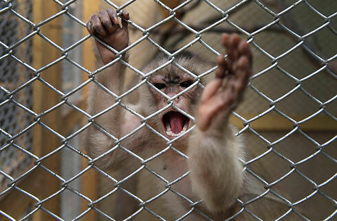 Freed monkey in Peru. (Photo: Associated Press) (צילום: AP) Freed monkey in Peru. (Photo: Associated Press)