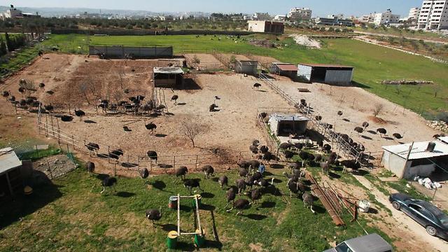 The ostrich farm is one of a growing number of ventures in Palestinian agriculture (Photo: AFP)