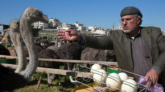 Fifty-year old Palestinian farmer Abdulrahman Abu Tir keeps 200 ostriches on his land and hopes to increase the number (Photo: AFP)