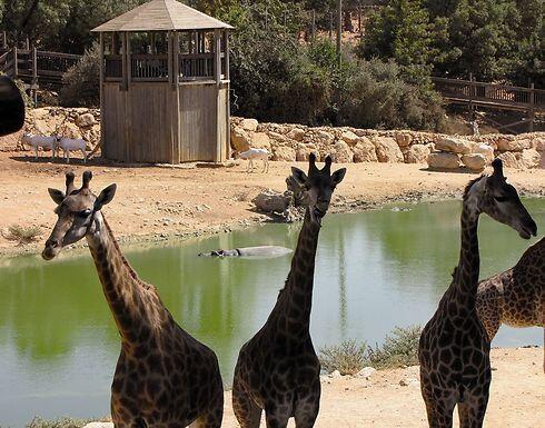 Will the Biblical Zoo's giraffes have no visitors on Shabbat? (Photo: Yaara (Forest) Tamari)