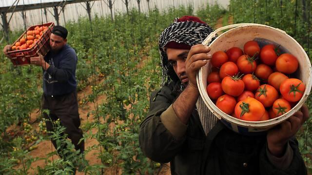 Palestinian laborers pick tomatoes at a farm in Rafah in the southern Gaza Strip (Photo: AFP)nullnull Palestinian laborers pick tomatoes at a farm in Rafah in the southern Gaza Strip (Photo: AFP)