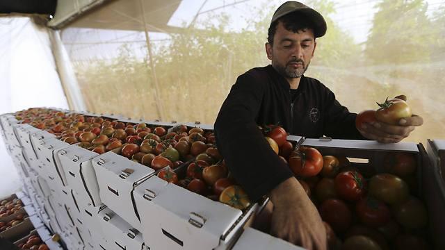 A Palestinian farmer sorts tomatoes to be exported into Israel, on a farm in Gaza (Photo: Reuters)nullnull A Palestinian farmer sorts tomatoes to be exported into Israel, on a farm in Gaza (Photo: Reuters)