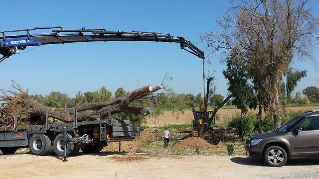 New trees being plantednullnull New trees being planted