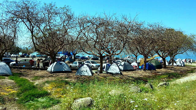 Full house on the shores of the Kinneret (צילום: שלום רנד, רשות ניקוז לנחלים כנרת) Full house on the shores of the Kinneret