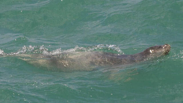 Photo: Roei Segli (צילום: רעי סגלי) Photo: Roei Segli