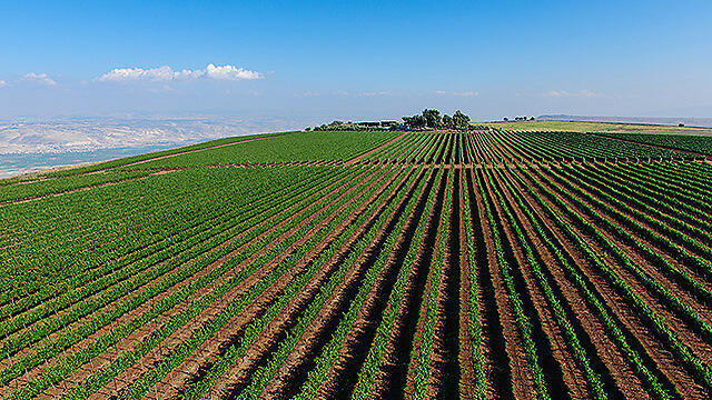 Winery in Galilee. (Photo: Israel Bardugo) (צילום: ישראל ברדוגו ) Winery in Galilee. (Photo: Israel Bardugo)