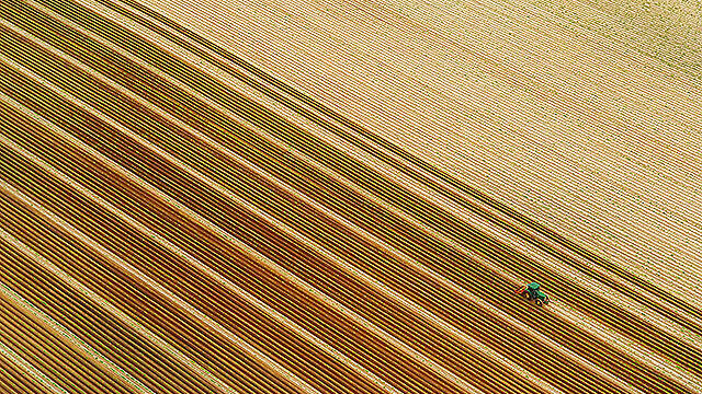 Farmer working on his field in the Galilee (Photo: Israel Bardugo) (צילום: ישראל ברדוגו ) Farmer working on his field in the Galilee (Photo: Israel Bardugo)