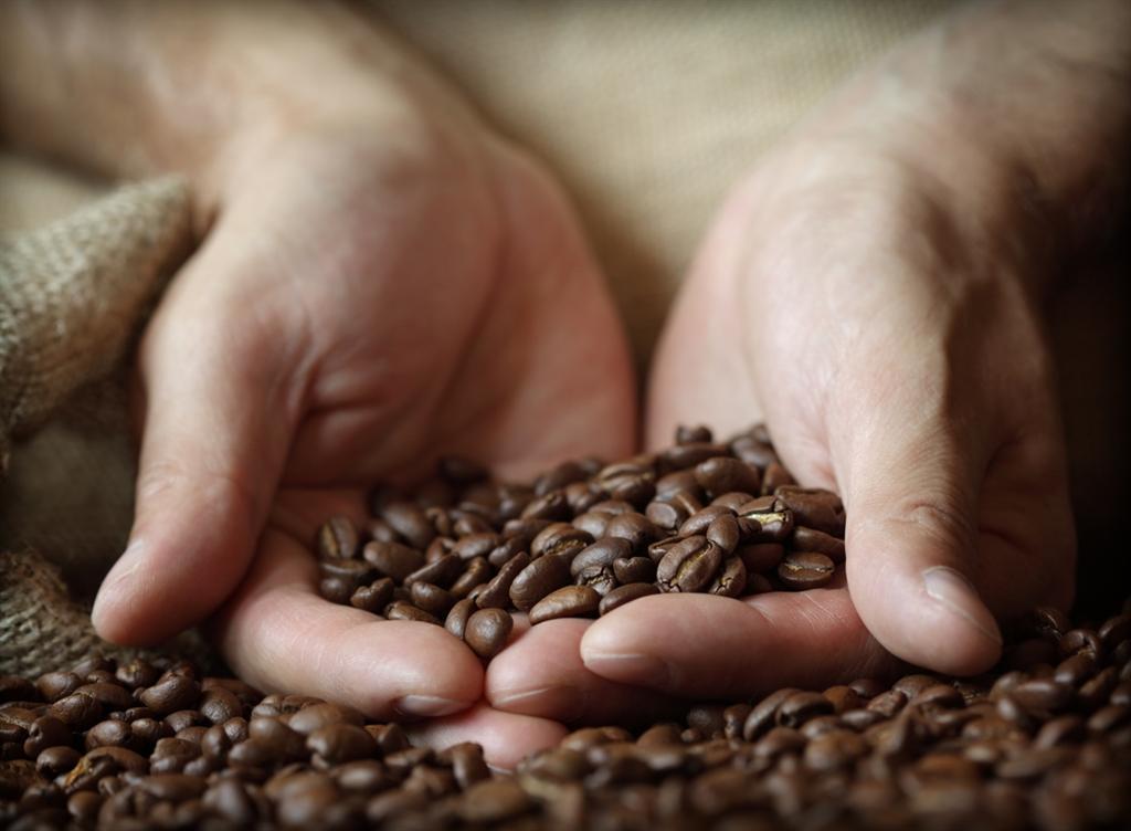 Coffee contains many active compounds beyond caffeine, including polyphenols and phenolic acids, which may affect the brain and the gut