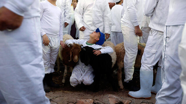 Samaritan Passover sacrifice at Mt. Gerizim (Photo: EPA) (צילום: EPA) Samaritan Passover sacrifice at Mt. Gerizim (Photo: EPA)