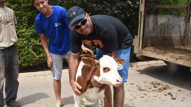 Shavuot celebrations in Kibbutz Gonen (Photo: Avihu Shapira)