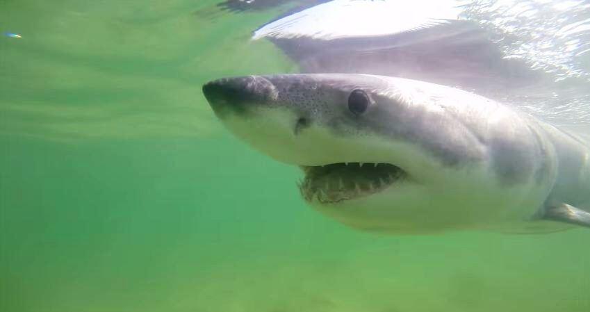 It's their home more than it is ours (Photo: Youtube/ Atlantic White Shark Conservancy) It's their home more than it is ours