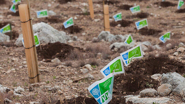 Trees planted by the KKL (Photo: Ohad Zwigenberg) (צילום: אוהד צויגנברג) Trees planted by the KKL (Photo: Ohad Zwigenberg)