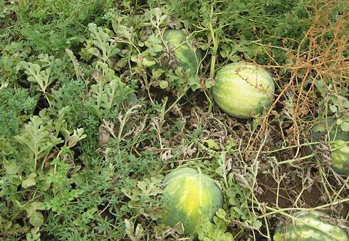 Бахча с арбузами (באדיבות: יח"צ קנט) Бахча с арбузами