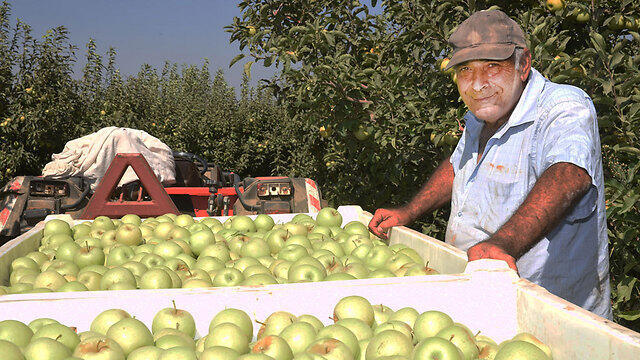 A third generation Israeli farmer in Metula is quitting farming due to the collapse of Israeli agriculture (Photo: Aviahu Shapira)
