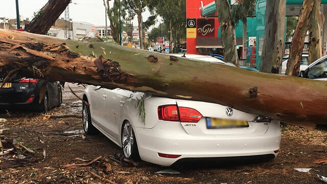 Tree collapsed over car in Kfar Saba (Photo: Eli Nodler)