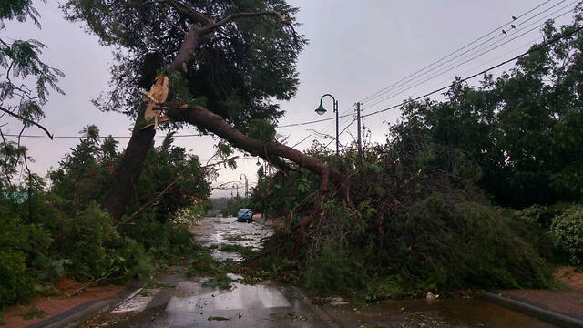 Downed tree and power lines (צילום: קרן ברין) Downed tree and power lines