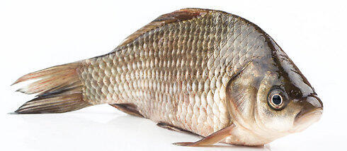 The bacteria lives on fish scales (Photo: Shutterstock)