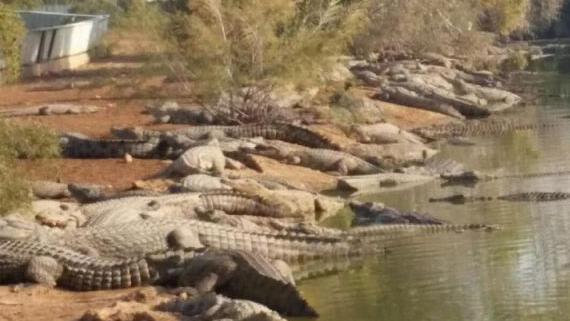 Crocodiles laze in the sun