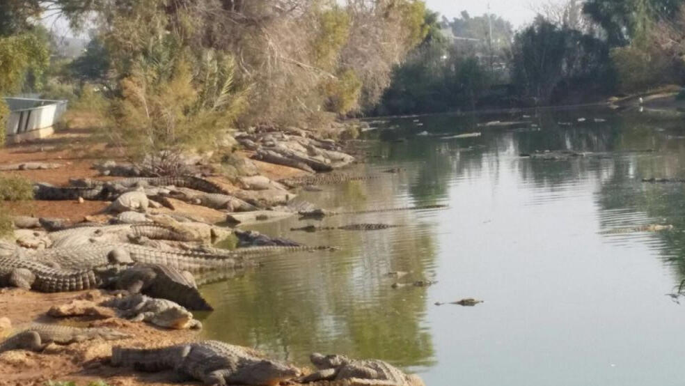 Crocodiles laze in the sun