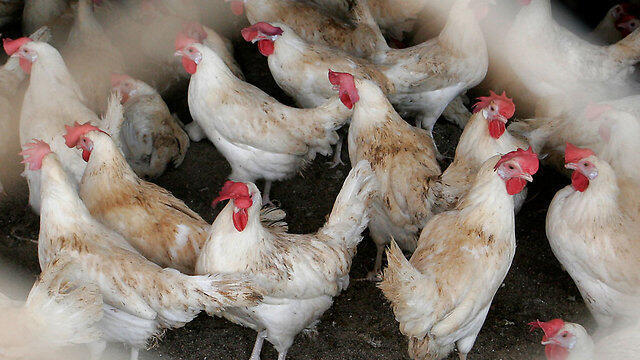 Фото: Амир Леви