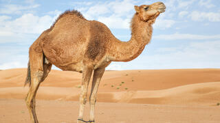 Верблюд 