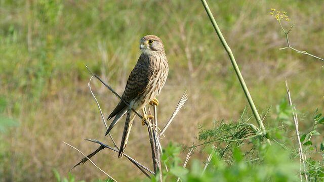 A common kestrel 