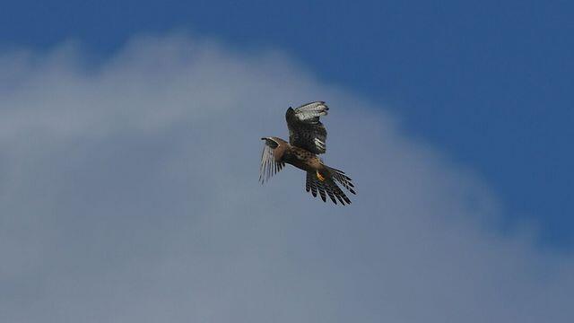 Bird of prey flies above Tel Aviv region