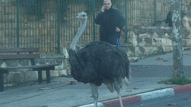 Photo: Noa Tamar (צילום: נועה תמר) Photo: Noa Tamar