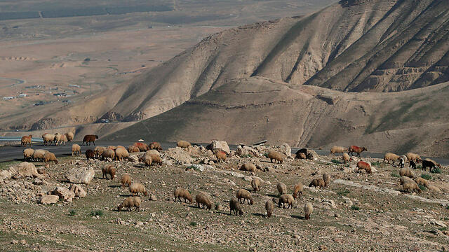 Area of land near Jericho that Israel plans to appropriate (Photo: Reuters) (צילום: רויטרס) Area of land near Jericho that Israel plans to appropriate (Photo: Reuters)