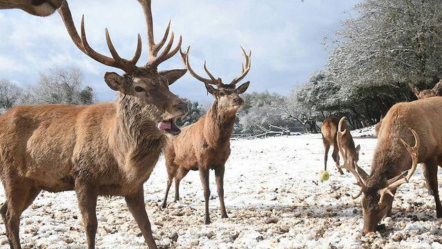 Odem Forest in the Golan Heights (Photo: Avihu Shapira) (צילום: אביהו שפירא) Odem Forest in the Golan Heights (Photo: Avihu Shapira)