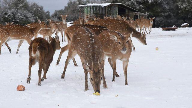 Odem Forest in the Golan Heights (Photo: Avihu Shapira) (צילום: אביהו שפירא) Odem Forest in the Golan Heights (Photo: Avihu Shapira)