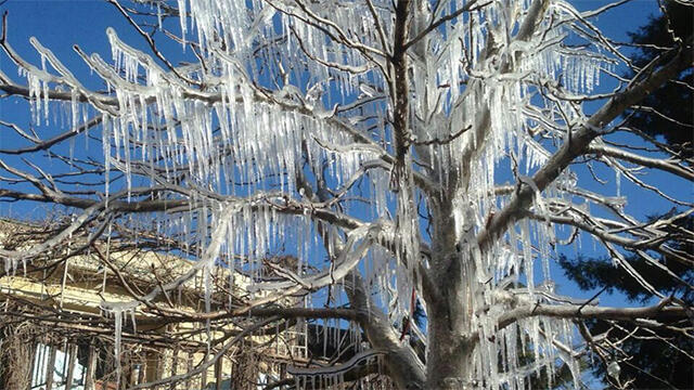 Icicles dangle from a tree in Merom Golan (Eyal Zarin) (צילום: אייל זרין) Icicles dangle from a tree in Merom Golan (Eyal Zarin)
