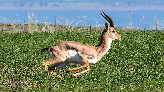 Antelope running in the area near Kefar Hittim (Photo: AFP) (AFP) Antelope running in the area near Kefar Hittim (Photo: AFP)