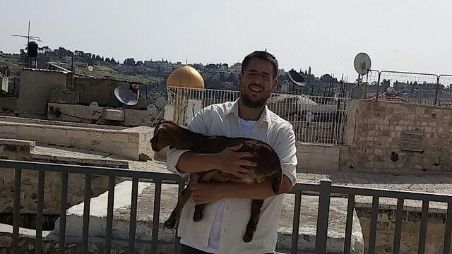Temple Mount activist carrying goat to the Temple Mount.