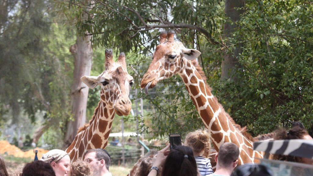 Жирафы в парке Сафари в Рамат-Гане 