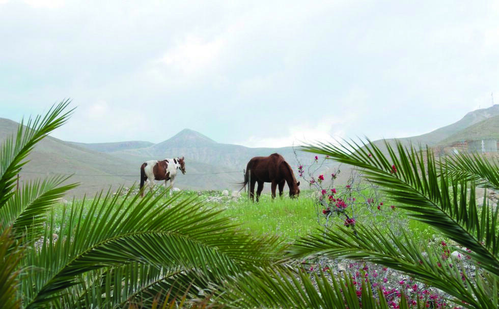 Wildlife in the Jordan Valley (צילום: פני אלימלך) Wildlife in the Jordan Valley