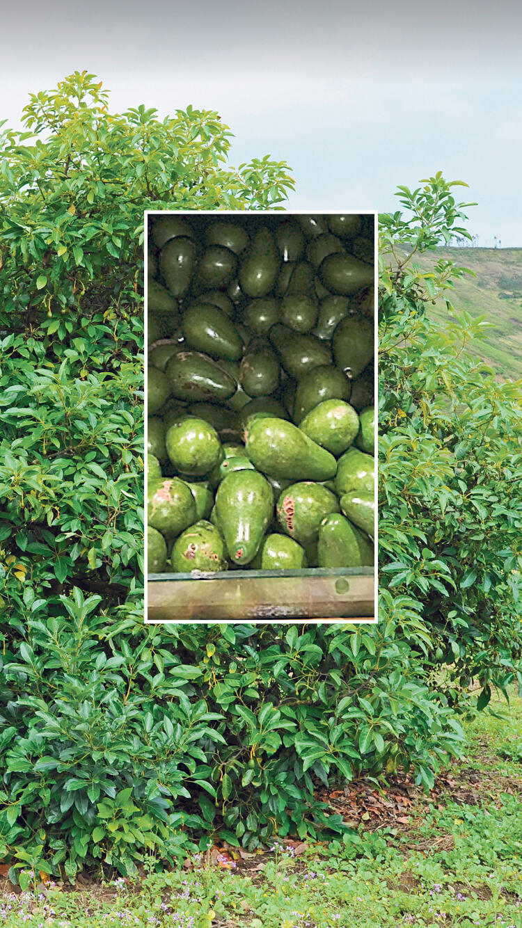 Так растут авокадо