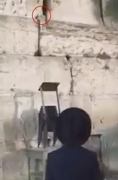 The cat, moments before it tasted freedom