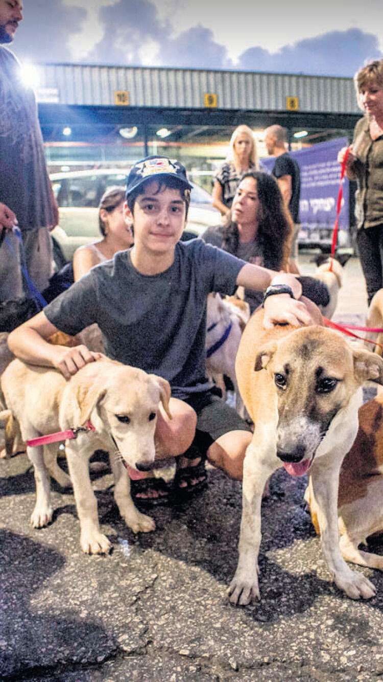 Canaan dogs on their way to the US