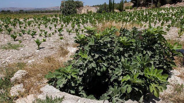 Photo: Ido Erez (צילום: עידו ארז) Photo: Ido Erez