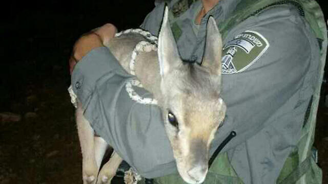 Rescued fawn (Photo: Police Spokesperson)