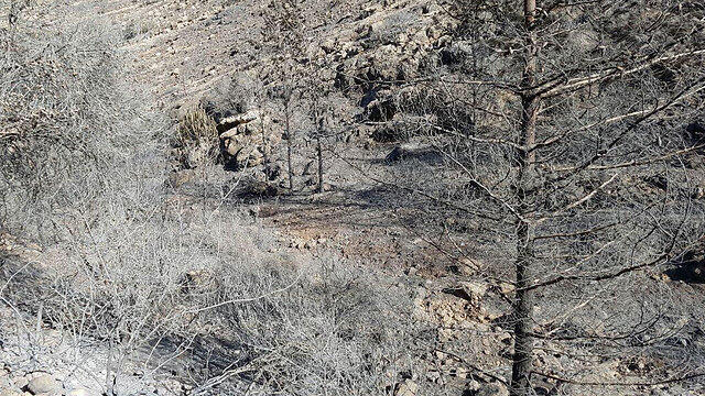 Dead trees in Jerusalem Hillsnullnull Dead trees in Jerusalem Hills