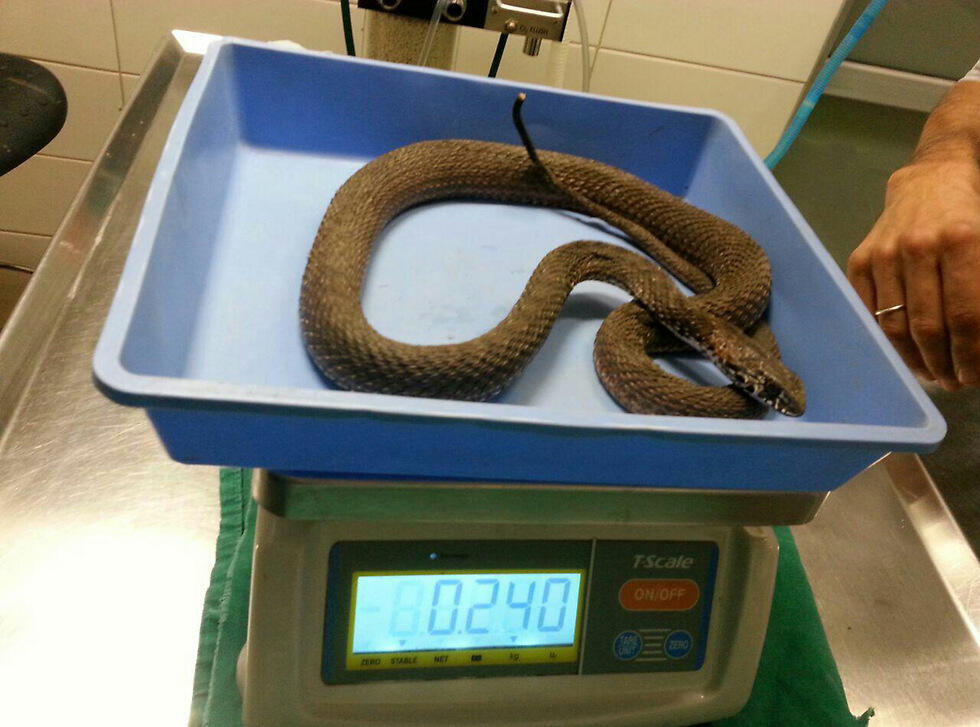 Not all snakes managed to survive the infernos (Photo: Shmulik Landau) (צילום: שמוליק לנדאו, ביה''ח לחיות בר) Not all snakes managed to survive the infernos (Photo: Shmulik Landau)