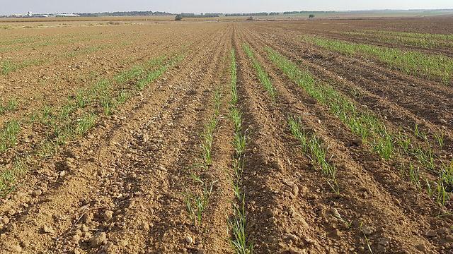 Wheat fields on the border with Gaza (Photo: Barel Efriam) (צילום: בראל אפרים) Wheat fields on the border with Gaza (Photo: Barel Efriam)