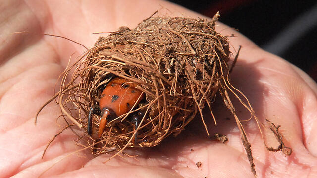 Фото: Шимон Битон (צילום: שמעון ביטון, משרד החקלאות) Фото: Шимон Битон