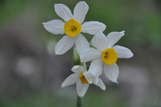 Нарциссы (Эран Галь-Ор) Нарциссы