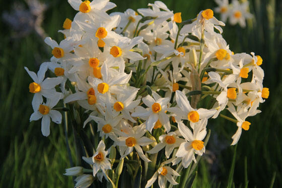 Эран Галь-Ор