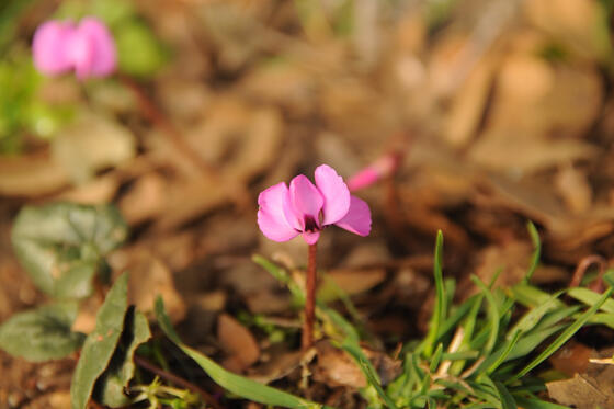 Ракафот греческие (Эран Галь-Ор) Ракафот греческие
