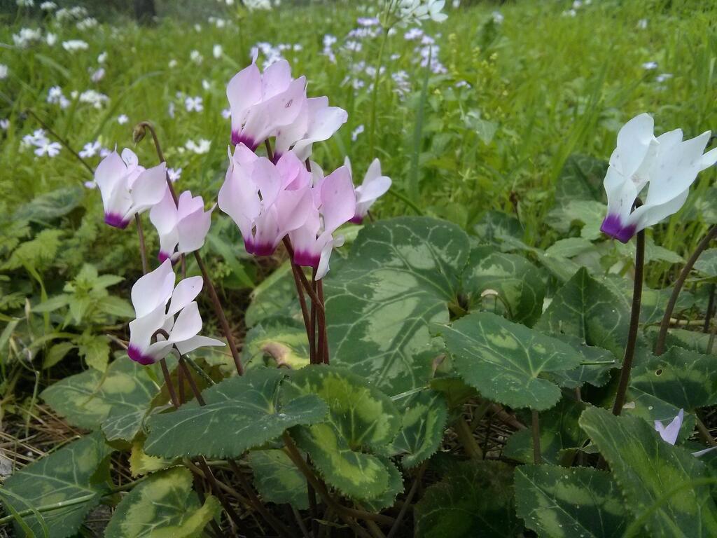 Цветущие цикламены