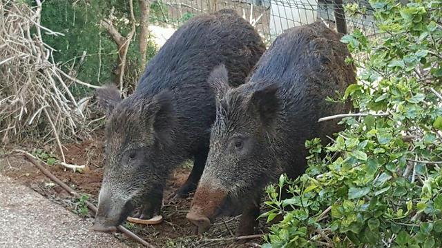 Дикие кабаны. Фото: Томер Шемеш (צילום: תומר שמש) Дикие кабаны. Фото: Томер Шемеш